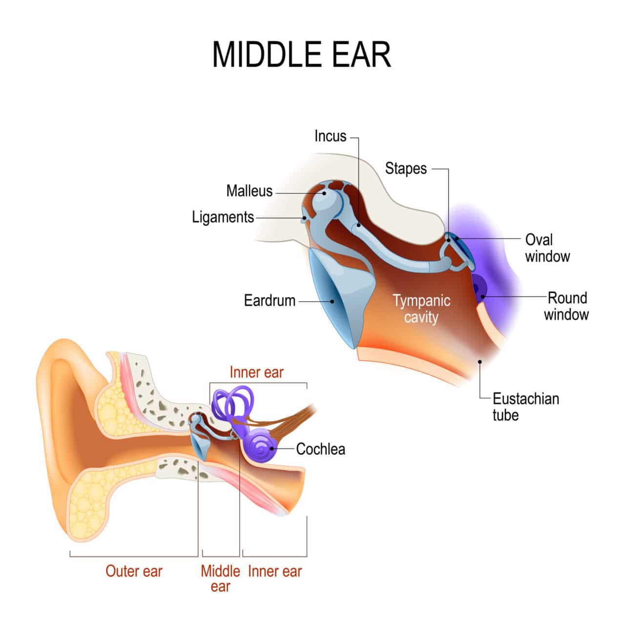 What Tube Connects The Middle Ear To The Throat at Steve Dunigan blog