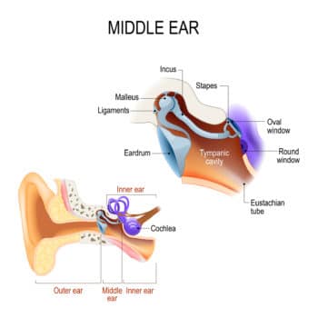 hammer lymph anvil ear