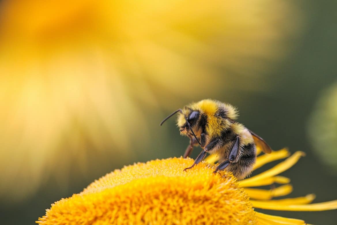 A honey bee on a yellow flower.