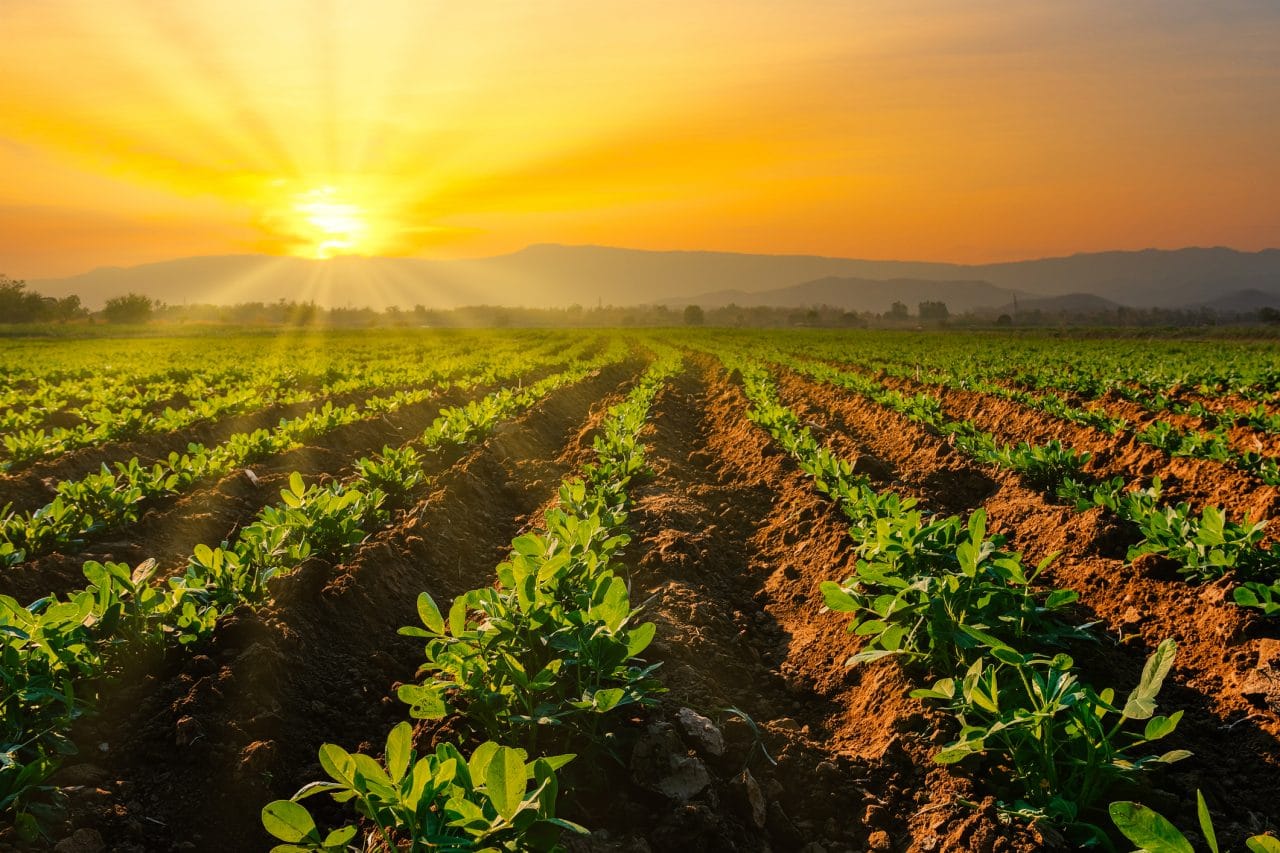 Shot of a farm with setting sun in the background