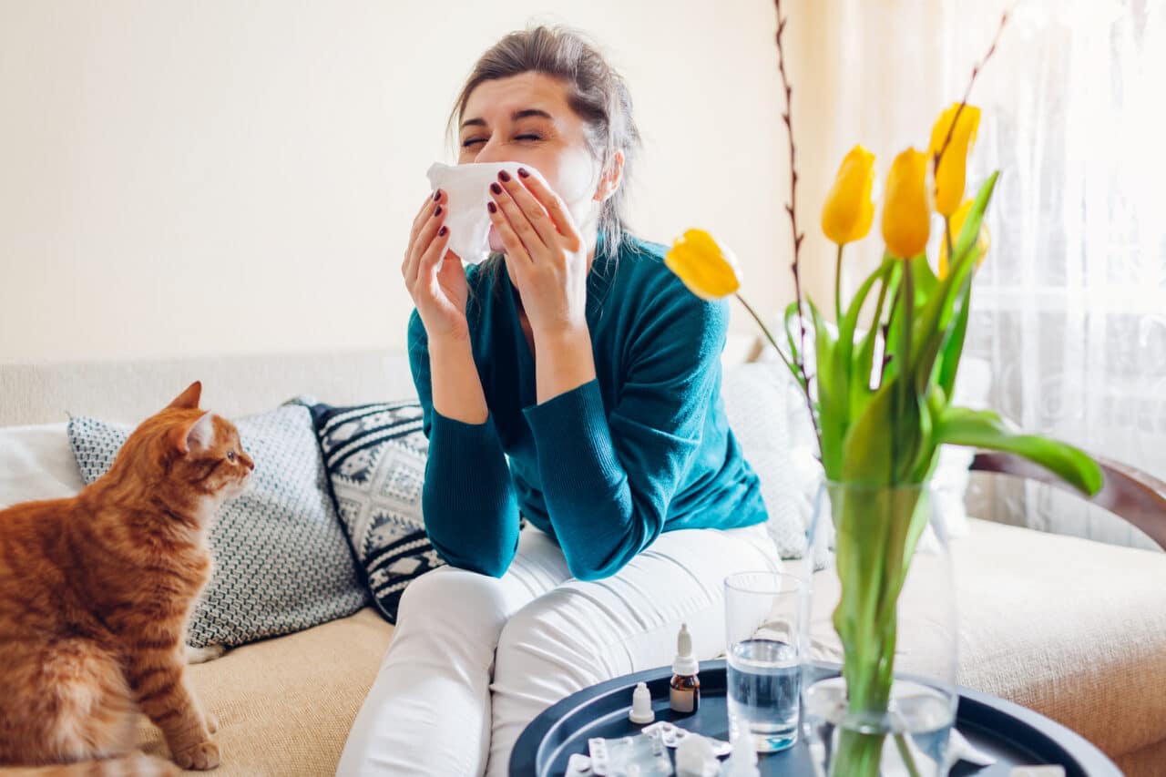 Spring allergy. Woman sneezing because of tulips flowers surrounded with pills and nasal drops sitting on sofa with cat at home. Seasonal allergy. Coronavirus isolation