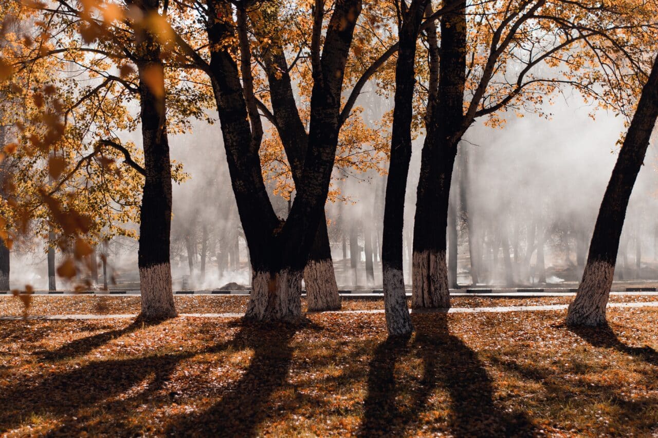 Trees in the fall.