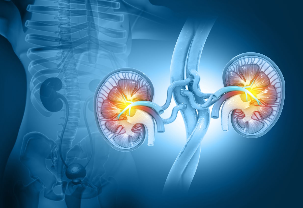 Illustration of kidneys.
