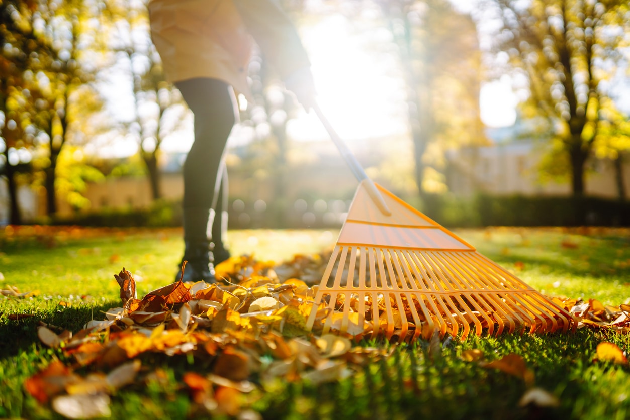 Person rakes leaves in fall